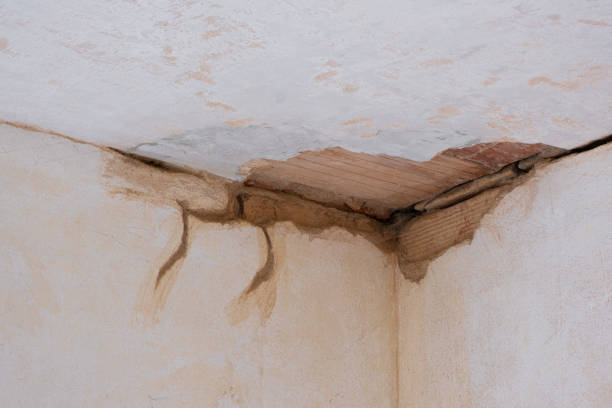 Best Water damage cleanup near me  in Greenville, NY
